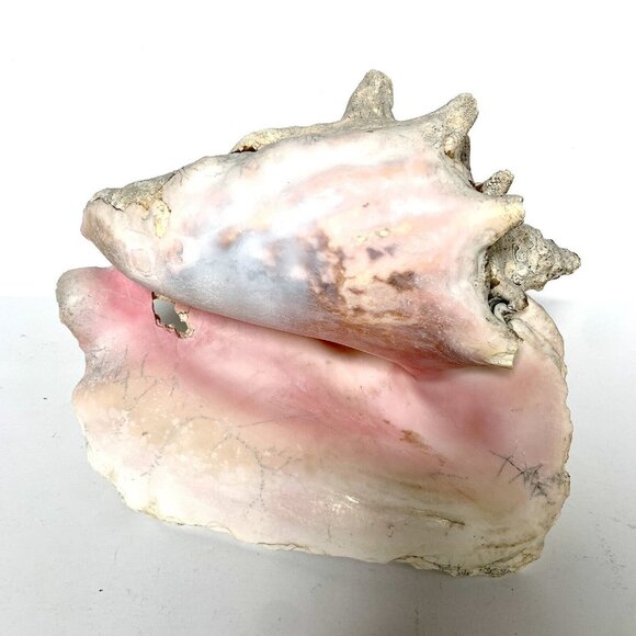 Large Conch Shell Unknown Type 9" - Picture 2 of 8